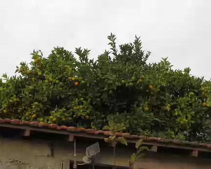 PXL089 Un oranger rempli de fruits